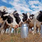 Правомочность использования термина «натуральный» на этикетках молочных продуктов.